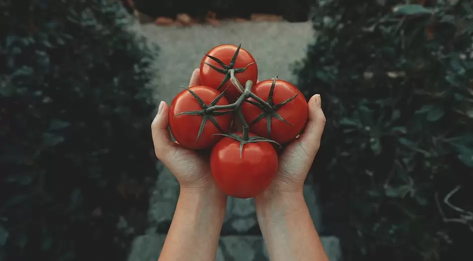 tomāti potencei